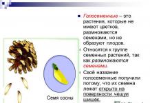 Презентация - голосеменные растения